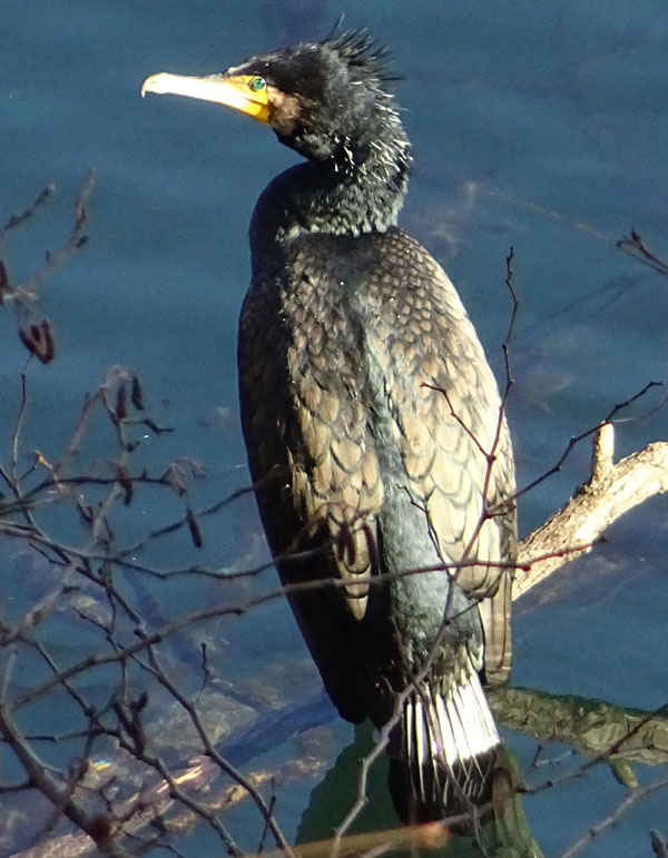 Cormorano comune (Phalacrocorax carbo)
